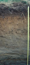 Windsor Soil